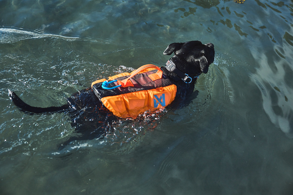 Black dog swimming in open water while wearing a bright pet life jacket