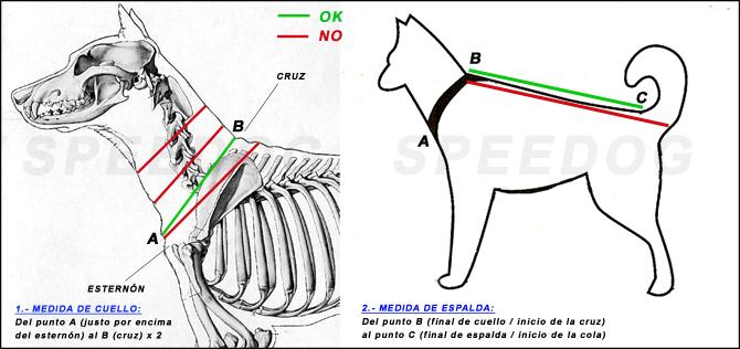 https://www.actievehonden.com/uploads/product_uploads/670_Gu_a-para-medici_n-arneses-.jpg